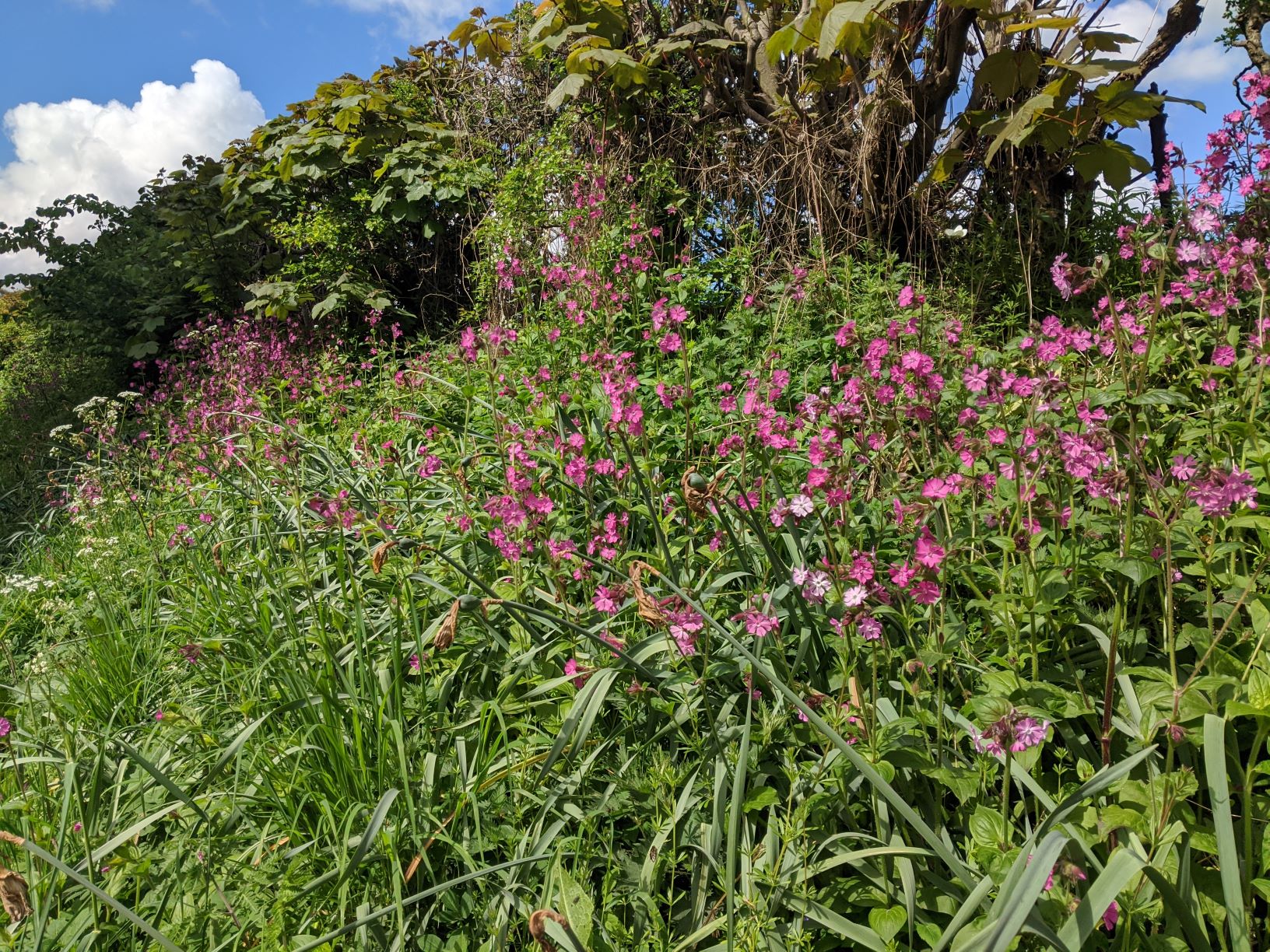 Wild Campion in Mill Lane, May2nd